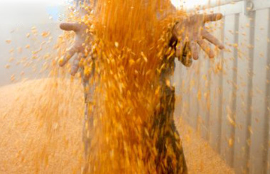 Пшенице удалось вырасти в цене