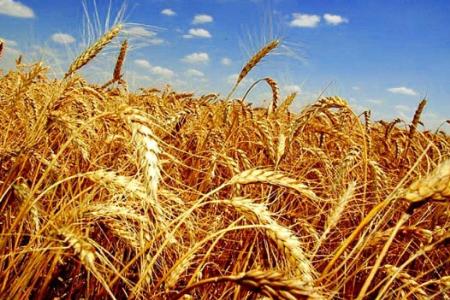 Минсельхоз США понизил прогноз урожая зерна в России на этот год