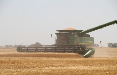 Пшеница лидирует с заметным повышением