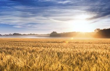 Рынки зерна подали признаки жизни