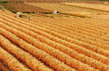 Изменение посевных площадей в странах бывшего советского союза