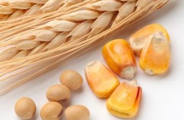 Фонды играют на понижение накануне публикации отчета USDA – Браун, аналитик Reuters