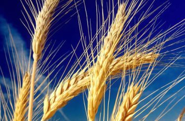 Производство пшеницы в ЕС: общие тенденции и региональные различия