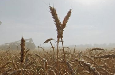 Прогноз ценовых колебаний с 9 по 13 октября 2017