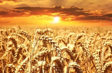 Прогноз ценовых колебаний с 6 по 10 ноября 2017