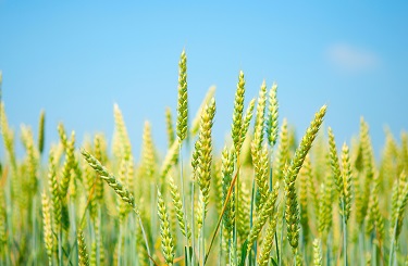 USDA. Данные по культурам на 9 декабря 2021