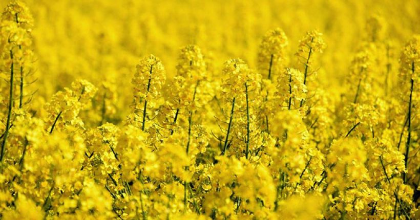 USDA. Масличные культуры: мировые рынки и торговля на 08 февраля 2023