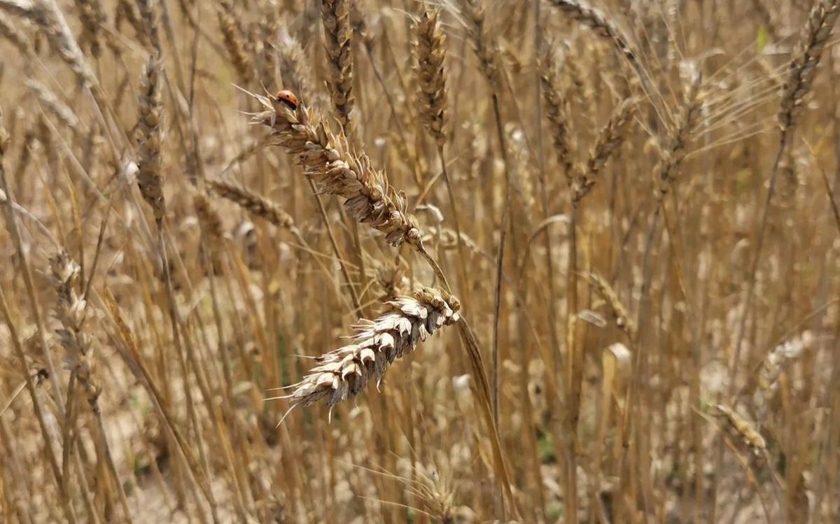 MARS. Мониторинг посевов в Европе от 22 мая 2023