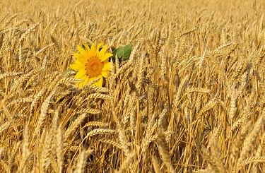 USDA. Данные по культурам на 12 мая 2023