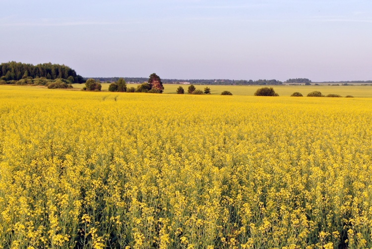 USDA. Масличные культуры: мировые рынки и торговля на 11 августа 2023