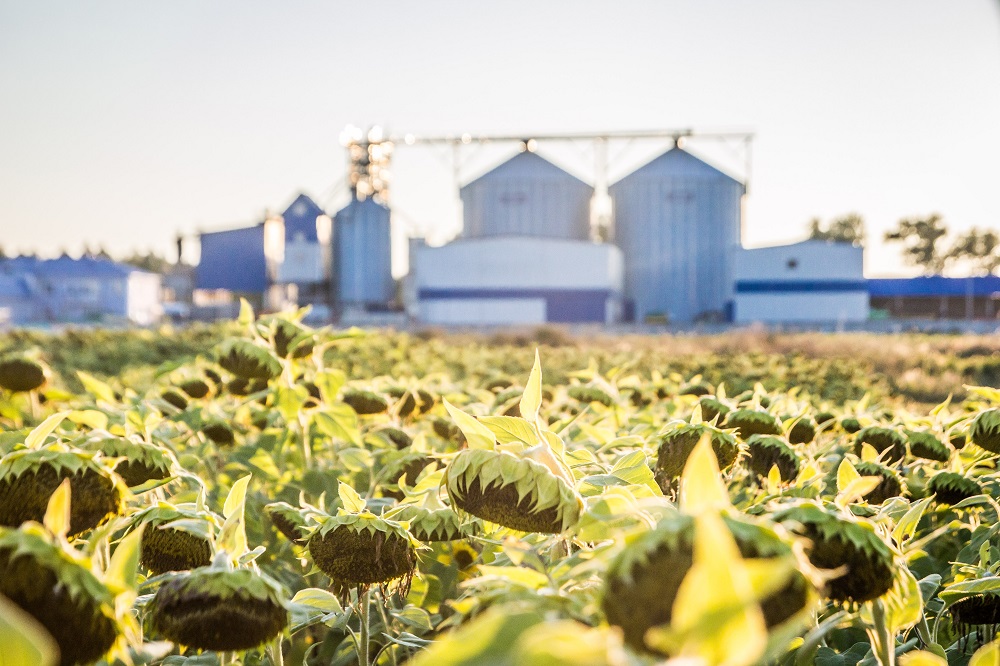 USDA. Масличные культуры: мировые рынки и торговля на 12 сентября 2023