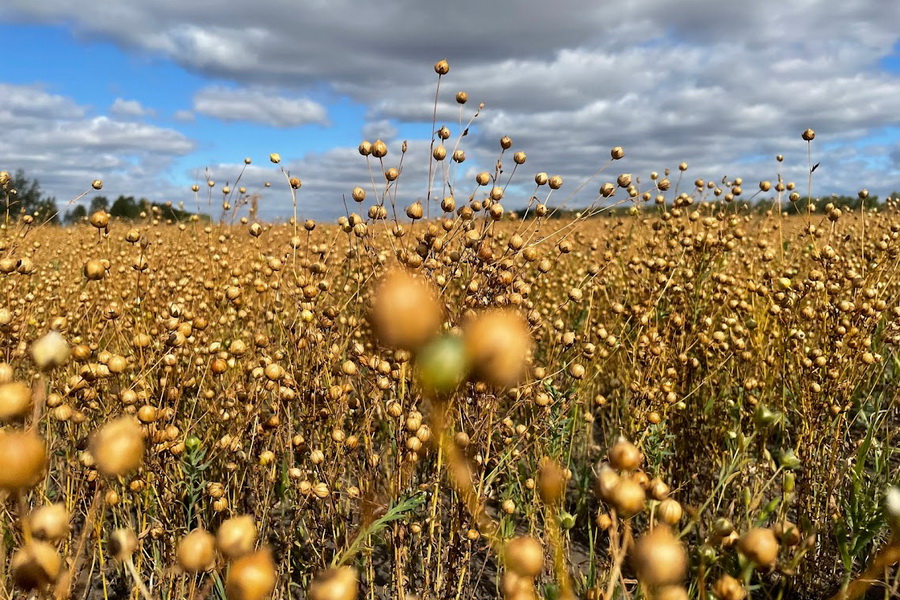 USDA. Масличные культуры: мировые рынки и торговля на 09 ноября 2023