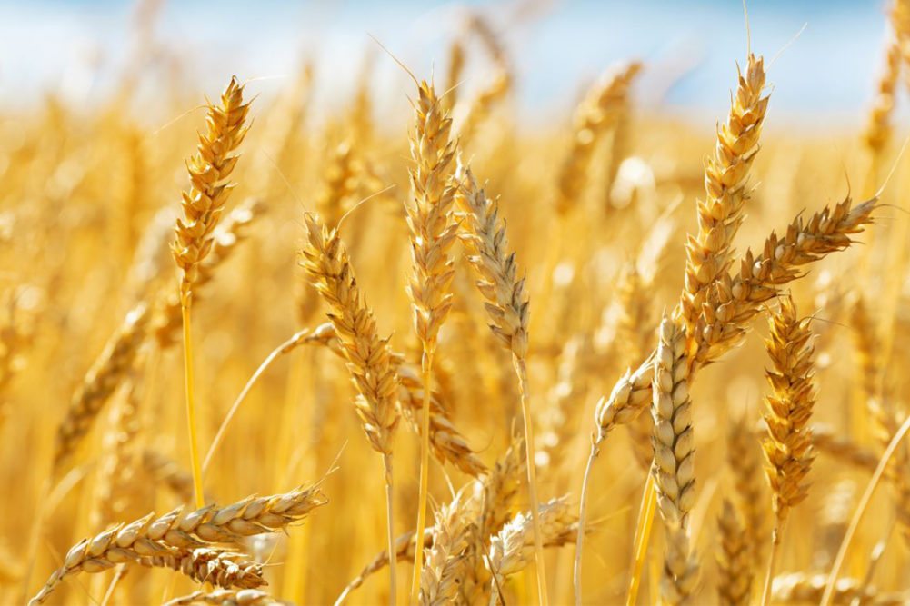 USDA. Пшеница: мировые рынки и торговля на 08 марта 2024