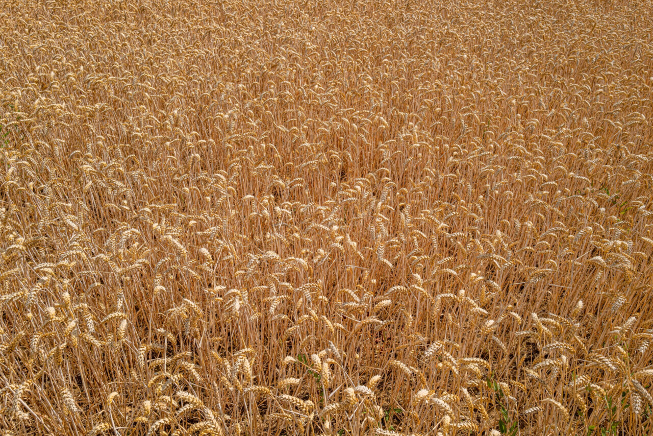 MARS. Мониторинг посевов в Европе от 24 июня 2024