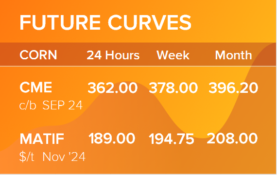Кукуруза. Фьючерсные кривые на 26 августа 2024