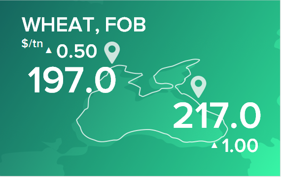 Пшеница. Цены в портах на 23 сентября 2024