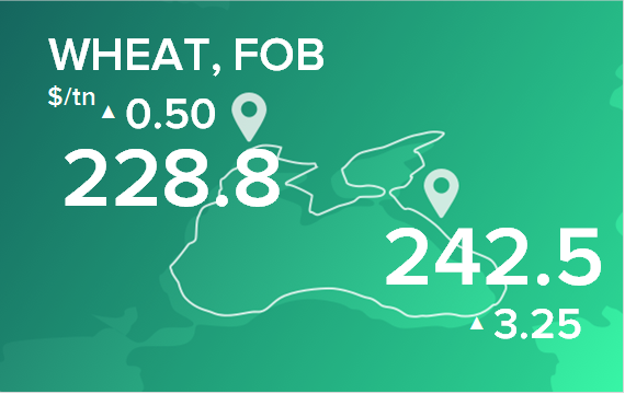 Пшеница. Цены в портах на 13 января 2025