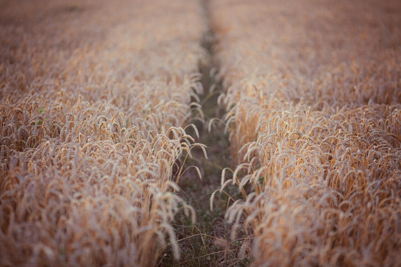 MARS. Мониторинг посевов в Европе от 24 февраля 2025